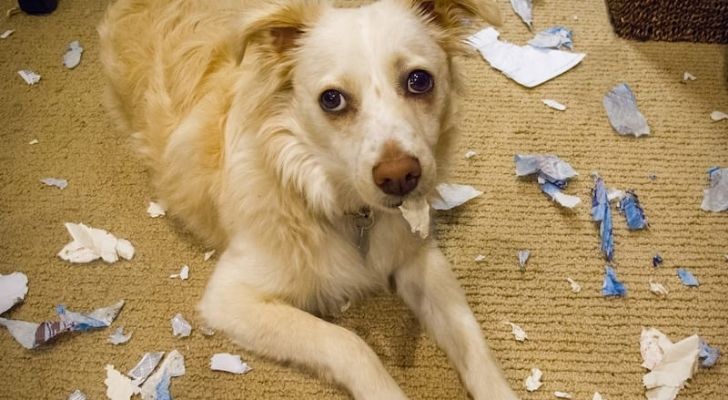 कागज के फटे टुकड़ों से घिरा एक कुत्ता