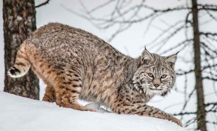 बच्चों के लिए Bobcats के बारे में 55 मजेदार तथ्य